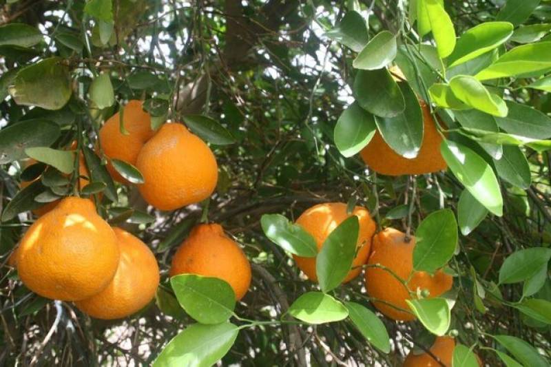 آغاز برداشت مرکبات از ۳۳ هزار هکتار باغات جنوب کرمان